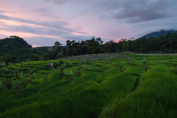 Obraz premium Lush Green Rice Terraces At Sunset With Banana Trees And Forested Hills Under Pastel Sky