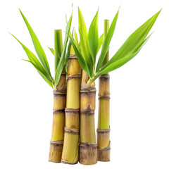 Fototapeta premium Sugar Cane with Leaves [Transparent Background PNG]
