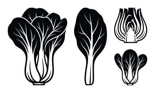 Bok choy cabbage icons whole and leaves sliced cross section vector silhouette