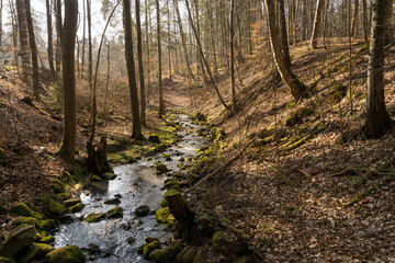 Fototapeta premium Gently flowing stream in moss covered forest near Rauischholzhausen in Ebsdorfergrund