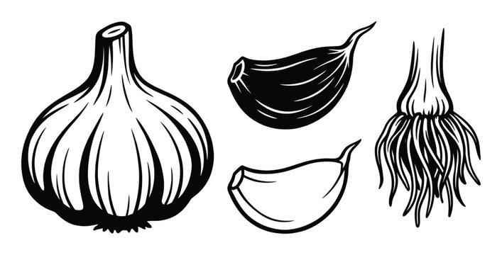 Garlic bulb and cloves set flat style vector illustration pungent herb design