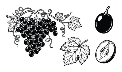 Grapes bunch single berry half sliced with leaves and tendrils for wine and healthy snack © GoDesigner