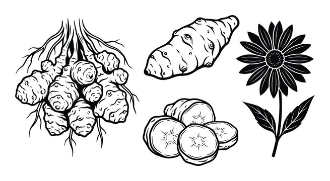 Jerusalem artichoke tuber flower and leaves black white graphic vector illustration set transparent