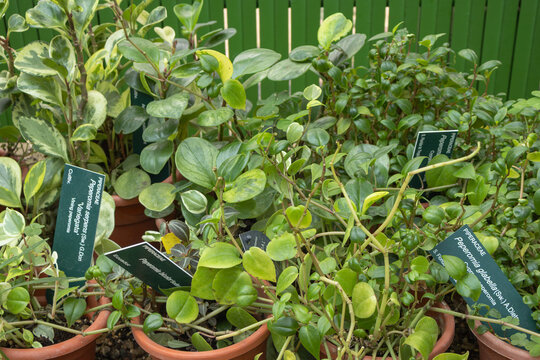 Collection of various potted Peperomia plants with botanical name tags including Peperomia serpens and Peperomia glabella in a nursery