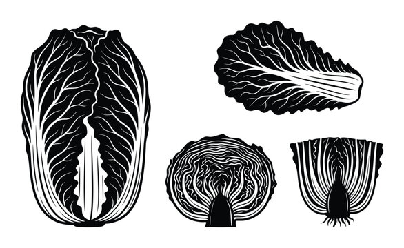 Napa cabbage vector illustration set includes whole vegetable and leaves in black silhouette style