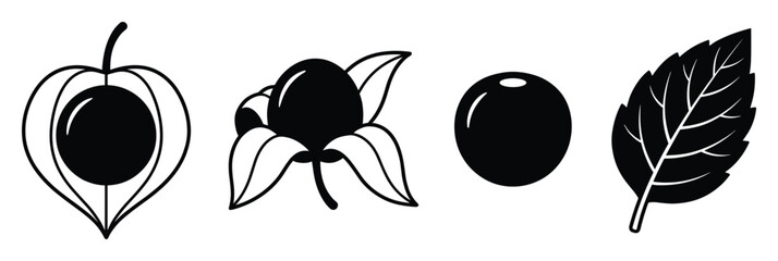 Physalis berry fruit lantern husk and leaf vector illustration isolated on transparent background © GoDesigner