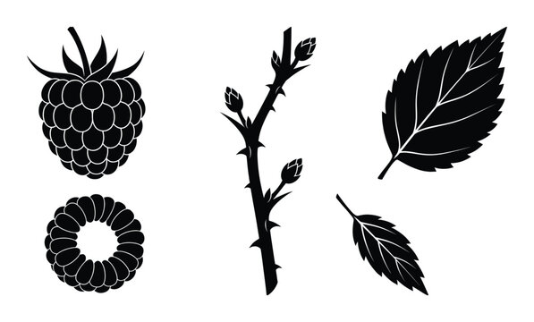 Raspberry vector set with fruit branch thorns and leaf silhouettes isolated on transparent background