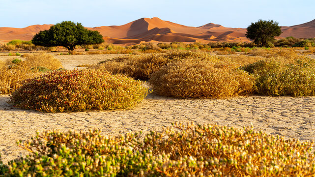 Desert vegetation with dune in background, Sossusvlei Namibia