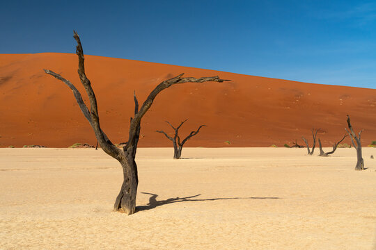 Ancient Acacia Trees in Deadvlei, Sossusvlei Namibia