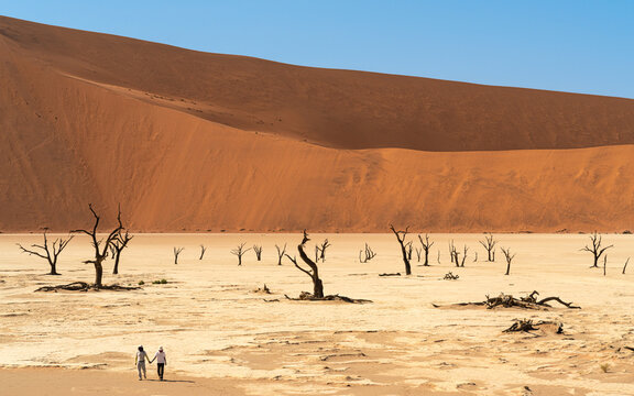 Ancient trees and dune in Deadvlei, Sossusvlei Namibia