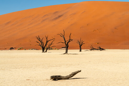 Ancient Acacia Trees in Deadvlei, Sossusvlei Namibia