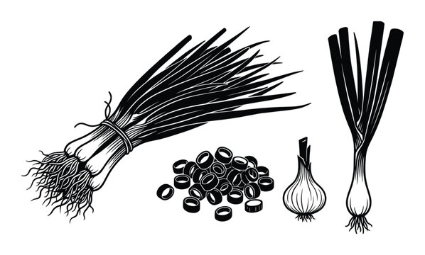 Spring onion vector set with bunch of scallions sliced pieces bulb and leek vegetable illustration
