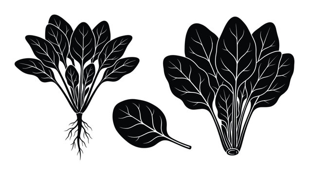 Spinach plant and leaves set flat style vector illustration fresh green vegetable design