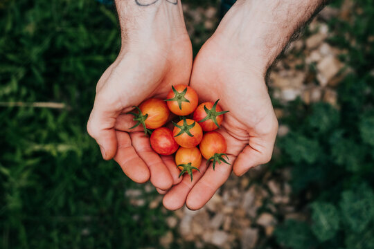 Overhead view of faceless man holding freshly picked cherry tomatoes