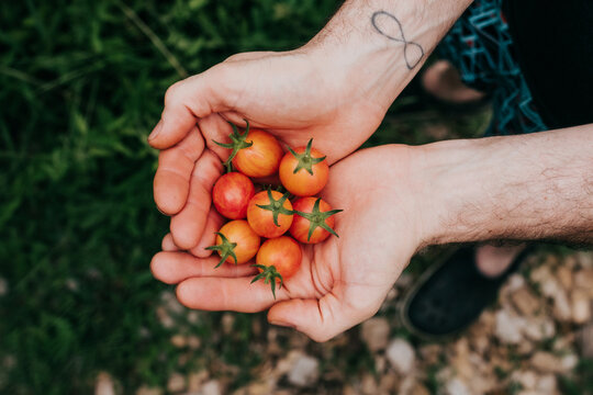 Overhead view of faceless man holding freshly picked cherry tomatoes