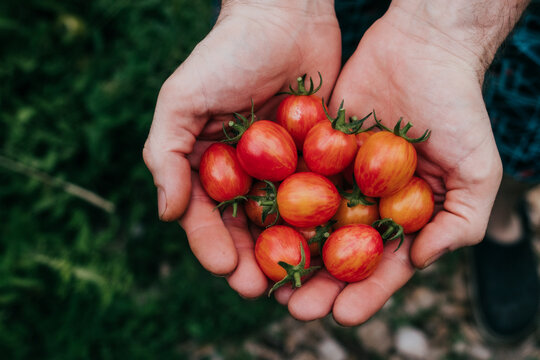 Overhead view of faceless man holding freshly picked cherry tomatoes