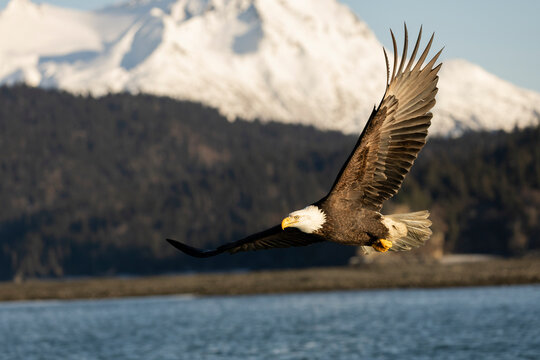Bald Eagle Flying, Kenai Mountains in background, Alaska