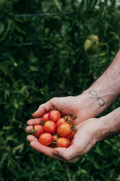 Overhead view of faceless man holding freshly picked cherry tomatoes