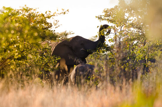 A herd of elephans grazing on African savanna