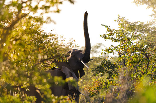 Wild elephant rising its trunk to smell