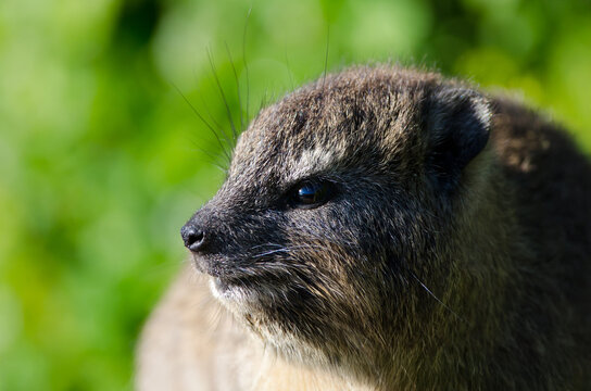 A close up portrait of a hyrax against a green background
