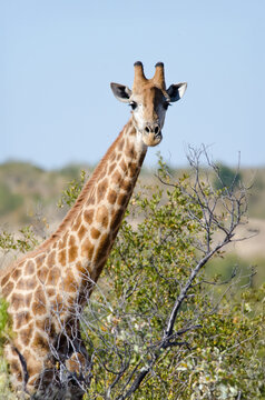 A male giraffe being alert in the savanna