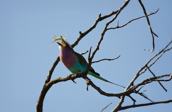 Lilacbreasted roller catching an insect