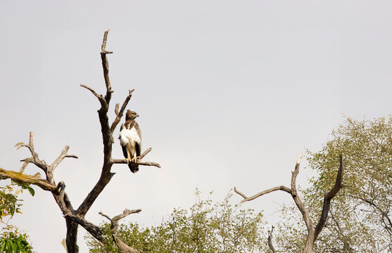Martial eagle sitting on a tree in Kruger Park