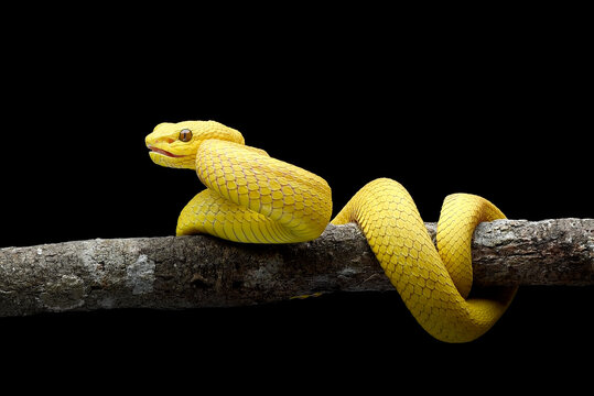 yellow-white lipped pit viper on black background