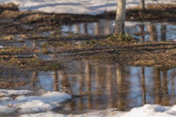 Fototapeta premium Birch reflections scene. Calm water reflecting slender birch trunks beautifully. Peaceful depiction of birch trees reflected in puddles with gentle ripples and seasonal charm