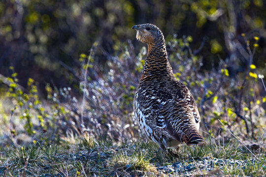 Auerhuhn (Tetrao urogallus) Weibchen