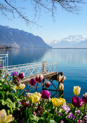 Fototapeta premium Tulips by Lake Geneva with pier and Swiss Alps – Montreux spring landscape