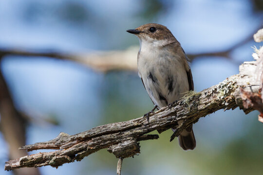 Trauerschn&auml;pper (Ficedula hypoleuca) Weibchen