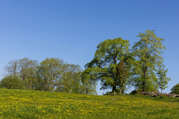 Fototapeta premium Björskogsnäs, Naturreservat, Örebro län, Schweden
