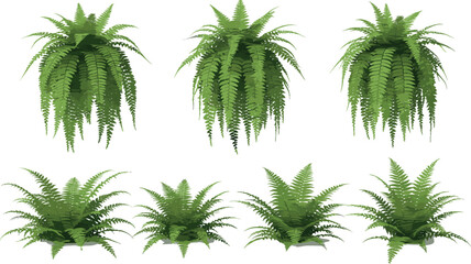 Realistic green fern plants collection with hanging and bushy foliage decorative indoor garden botanical vector illustration set © Honey!