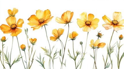 Fototapeta premium Beautiful seamless yellow cosmos flower,floral water color pattern Set, watercolor wild flowers.