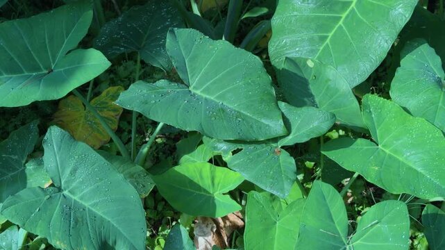 Xanthosoma robustum, also known as Elephant Ear, is a robust herbaceous plant. Queen Kapiʻolani Garden, Honolulu, Oahu, Hawaii. Family Araceae