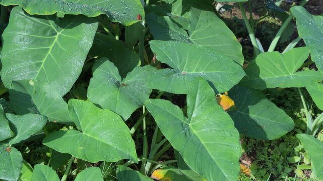Xanthosoma robustum, also known as Elephant Ear, is a robust herbaceous plant. Queen Kapiʻolani Garden, Honolulu, Oahu, Hawaii. Family Araceae