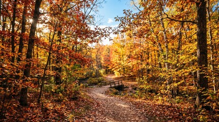 Obraz premium autumn in the woods