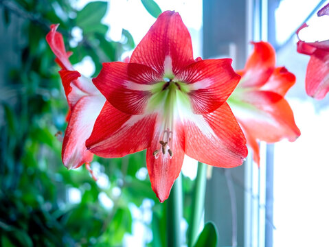 Big red amaryllis flowers bloomed