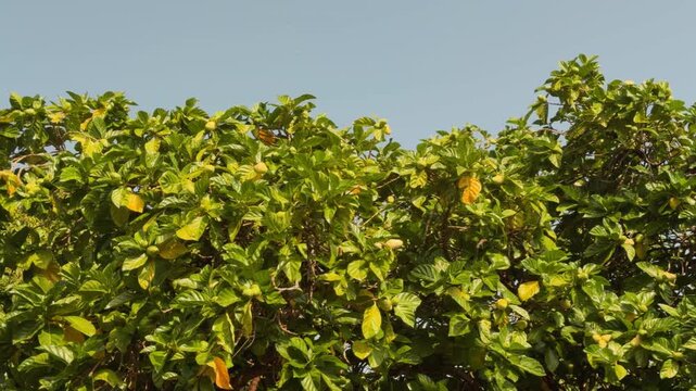 Morinda citrifolia is a fruit-bearing tree in the coffee family, Rubiaceae. great morinda, Indian mulberry, noni, beach mulberry. near Queen Kapiʻolani Garden, Honolulu, Oahu, Hawaii
