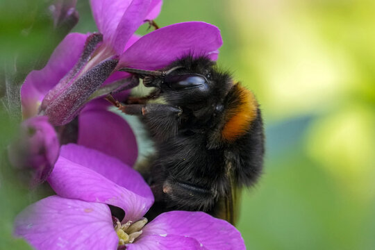 Closeup on a cute hairy European Buff-tailed or Large earth bumblebee , Bombus terrestris feeding on a purple wallflower in the garden