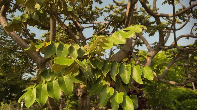 Polyscias lallanii, Polyscias racemosa, or false 'ohe, is a species of flowering plant in the family Araliaceae. Munroidendron racemosum. Queen Kapiʻolani Garden, Honolulu, Oahu, Hawaii. pōkalakala