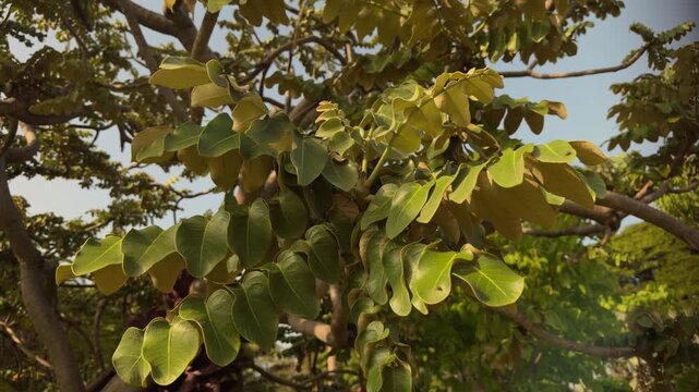 Polyscias lallanii, Polyscias racemosa, or false 'ohe, is a species of flowering plant in the family Araliaceae. Munroidendron racemosum. Queen Kapiʻolani Garden, Honolulu, Oahu, Hawaii. pōkalakala