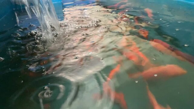 4K tilapia fry swimming in shallow water, newly hatched fish with natural habitat texture. Perfect for aquaculture, marine life, ecology, breeding, growth, and education themes.