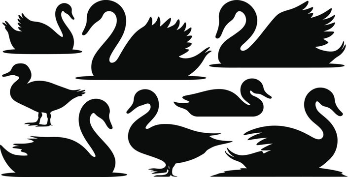 Beautiful collection of swan and duck silhouettes featuring graceful black bird shapes swimming and standing for elegant nature vector design projects.