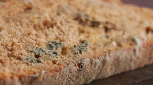 Mold growth on old bread in a kitchen setting