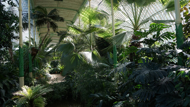 Lush Tropical Plants in Historic Schoenbrunn Palm House Conserva