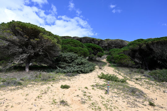 Parque natural de la Brena y las Marismas. Barbate, Andalusia, Spain, Europe.
