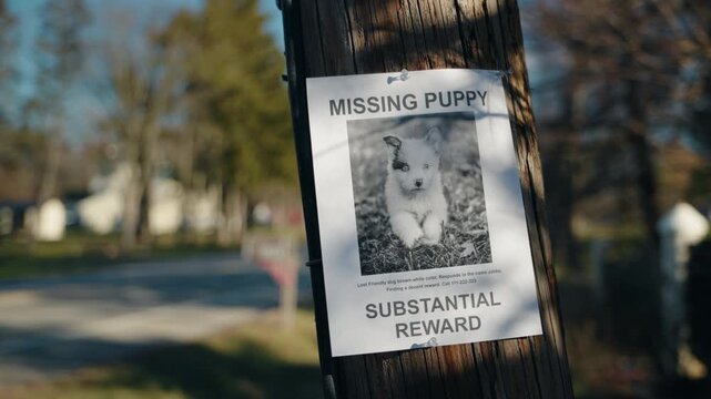 Missing puppy poster on wooden utility pole in quiet suburban neighborhood with reward notice for lost dog information